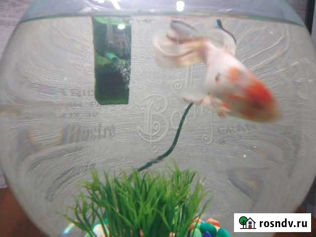 Золотая рыбка Волгоград - изображение 1