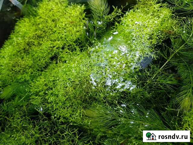 Мох ричия Волгодонск - изображение 1