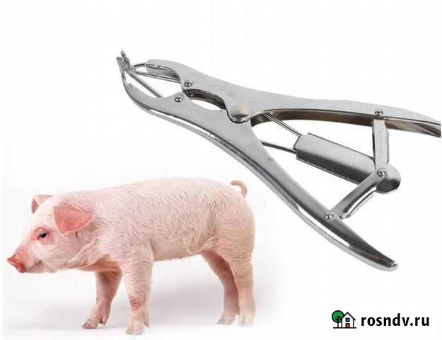 Кастрация поросят Курск - изображение 1