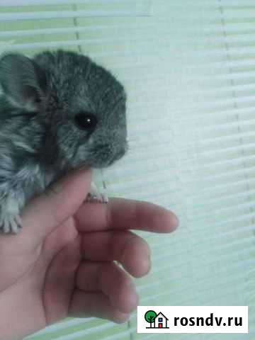 Шиншилла Егорьевск - изображение 1