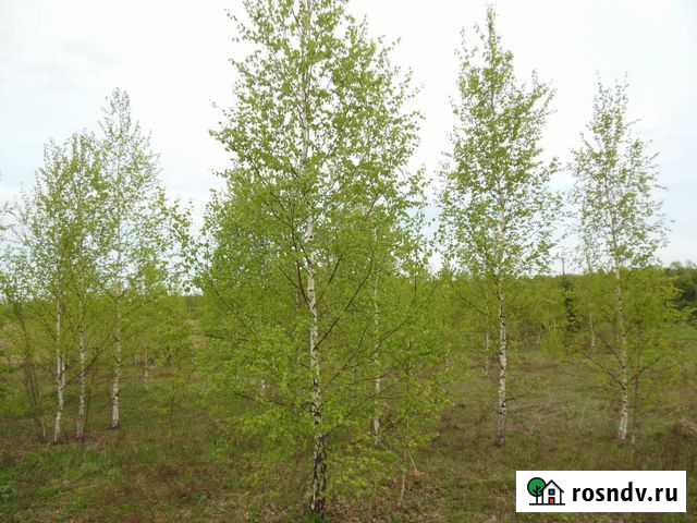 Береза бородавчатая крупномер посадка и гарантия Нижний Новгород - изображение 1