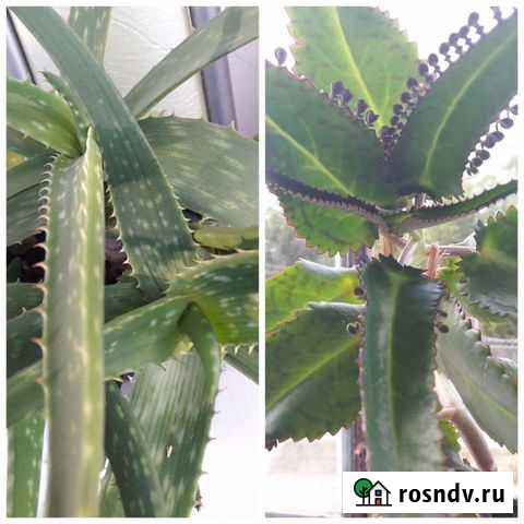 Каланхоэ,алоэ-вера Альметьевск - изображение 1