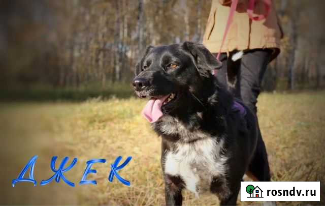 Невысокий молодой пес из приюта в квартиру Москва - изображение 1