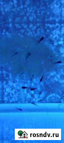 Мальки моллинезии Чита - изображение 1