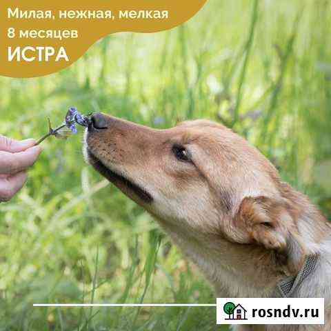 Истра Краснодар