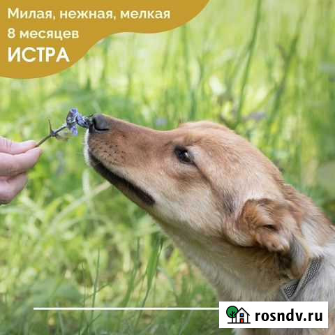 Истра Краснодар - изображение 1