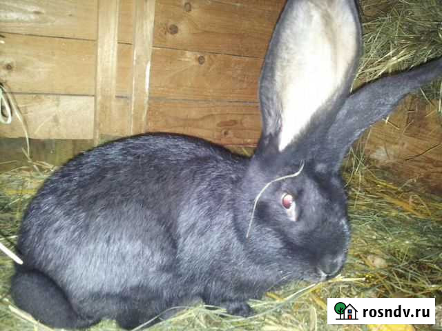 Кролики крупнейших пород. /самые крупные/ 2-8мес Самара - изображение 1