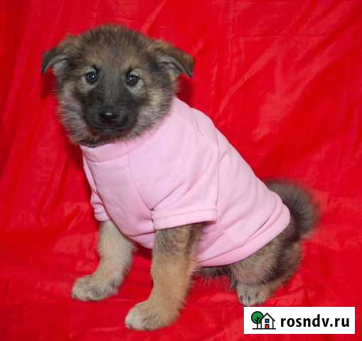 Щенок в добрые руки Москва - изображение 1