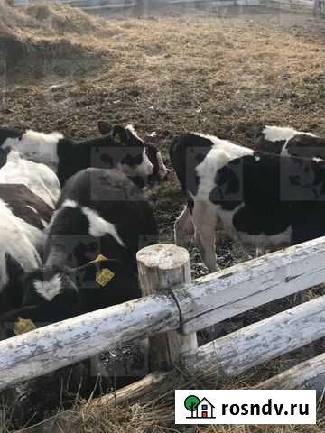 Бычки и телочки Шаран - изображение 1