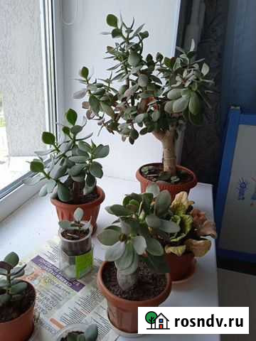 Толстянка и лиана Самара - изображение 1