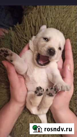 Щенки лабрадора Краснодар - изображение 1