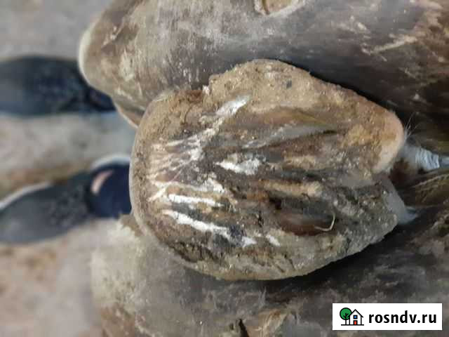 Рамчистка ковка лошадей Константиновск - изображение 1