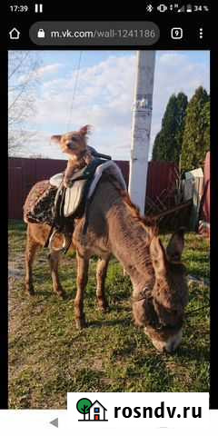 Лошадь Шатурторф - изображение 1