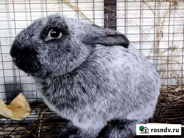 Кролик Черницыно - изображение 1