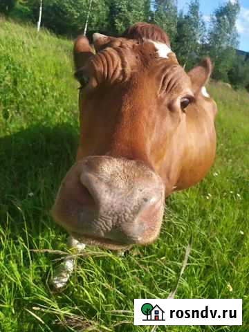 Молоко,творог,сметана,топлёное молоко,брынза слабо Кинешма - изображение 1
