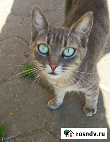 Кошечка Старый Оскол - изображение 1