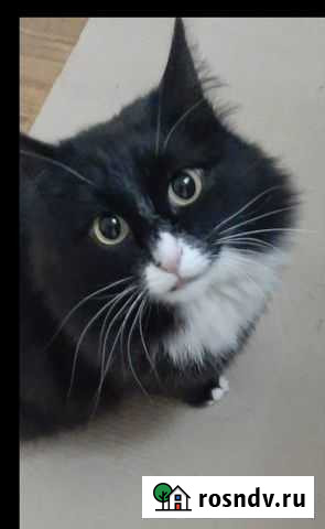 Кошечка Саратов - изображение 1