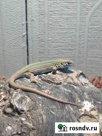 Прыткая ящерица Санкт-Петербург - изображение 1
