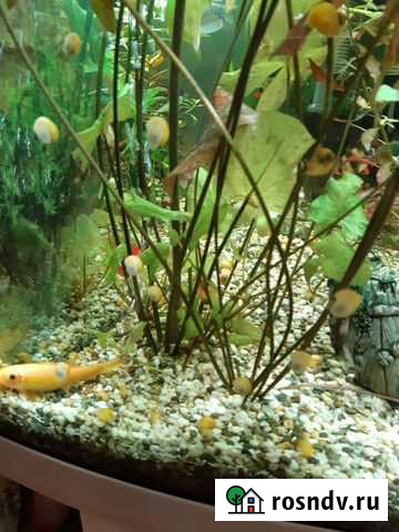 Улитки аквариумные Ржев - изображение 1