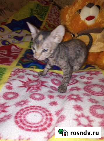 Котенок донской сфинкс Брянск - изображение 1