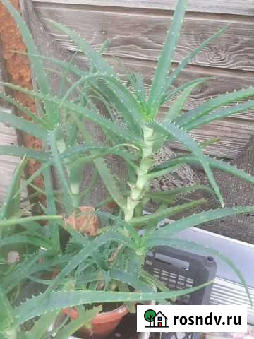 Алоэ Астрахань - изображение 1