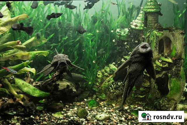 Аквариум в стиле Матрица Балашиха - изображение 1