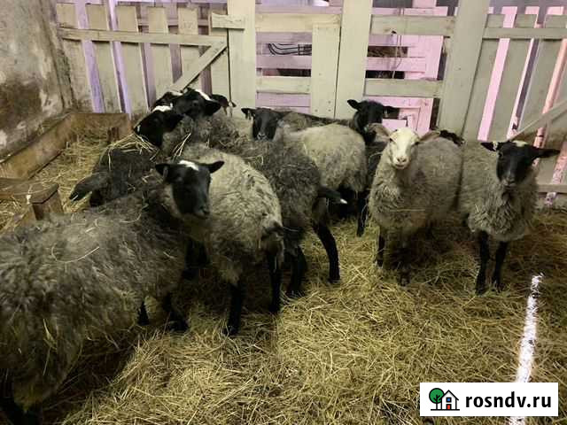 Баран Михнево - изображение 1