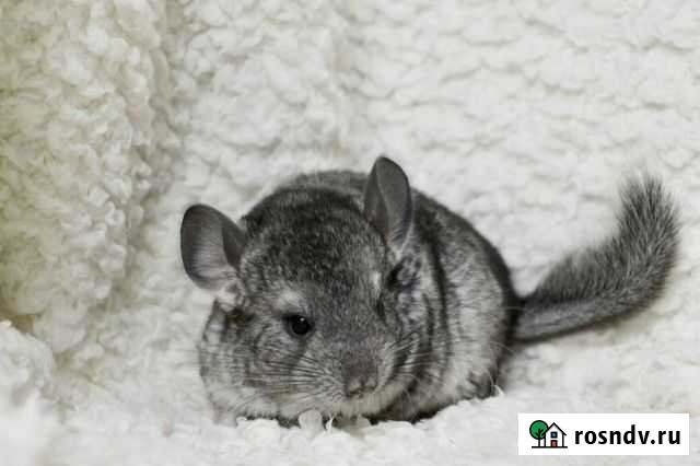 Шиншилла мальчик Барнаул - изображение 1