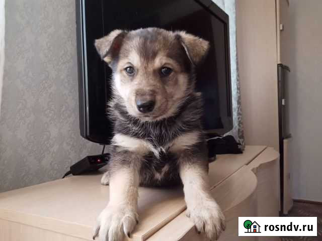 Хасята(редкий окрас) Бузулук - изображение 1