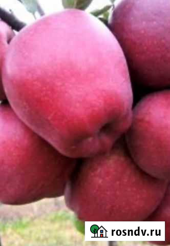 Саженцы плодовых и декоративных деревьев Южный - изображение 1