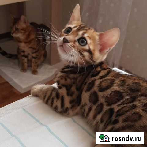 Бенгальская Самара - изображение 1