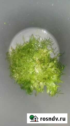 Роголистник. Папоротник. Ряска Волгоград - изображение 1