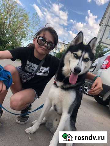 Сибирский хаски вязка Тамбов - изображение 1