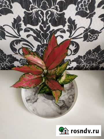 Аглаонема Cherry Baby Пенза - изображение 1