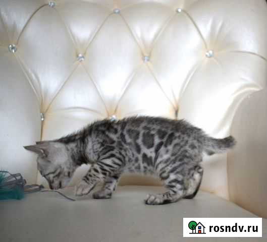 Бенгальский кот Королев - изображение 1