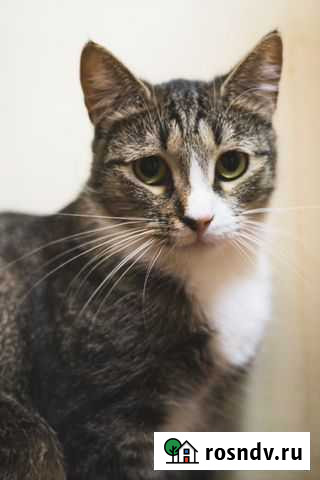 Кошечка 1,5 года Санкт-Петербург - изображение 1