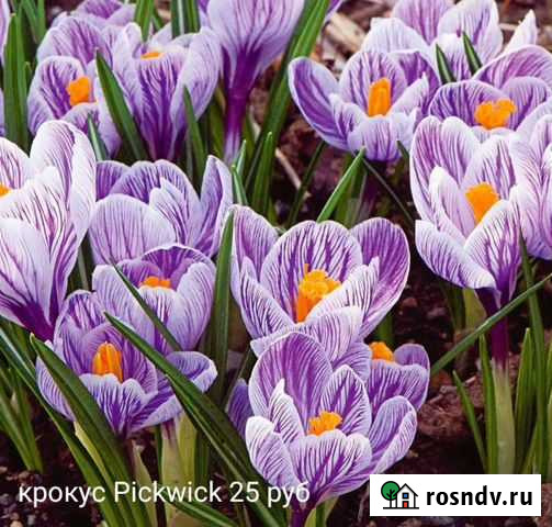 Крокусы Красноярск - изображение 1