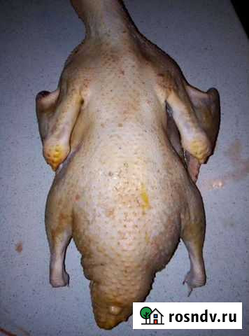 Мясо индоутки Великие Луки - изображение 1