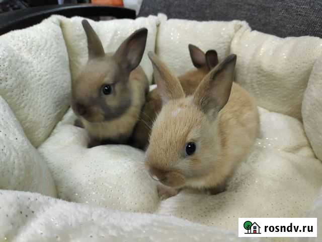 Декоративный кролик Калуга - изображение 1