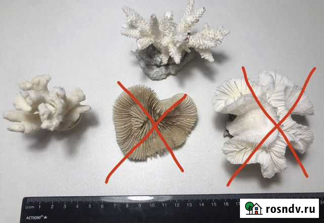 Кораллы морские 2 штуки Сочи - изображение 1