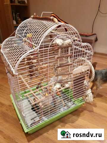 Клетка для попугая Химки - изображение 1