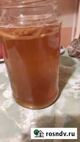 Гриб чай Челябинск - изображение 1