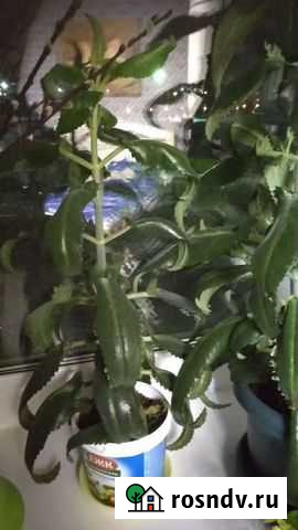 Каланхоэ лечебный при насморке Нефтеюганск - изображение 1