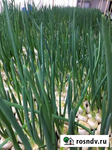 Лук перо Ревда - изображение 1