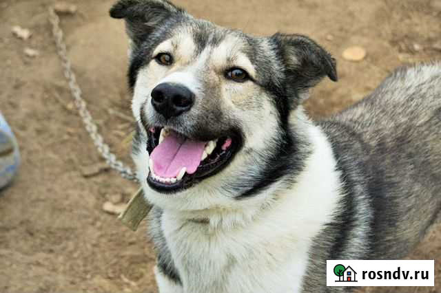 Тамик 2 года, Улыбака. Привезём на испыт. срок Краснодар - изображение 1