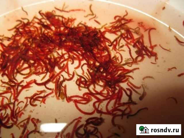 Мотыль прикормочный, замороженный Чапаевск - изображение 1