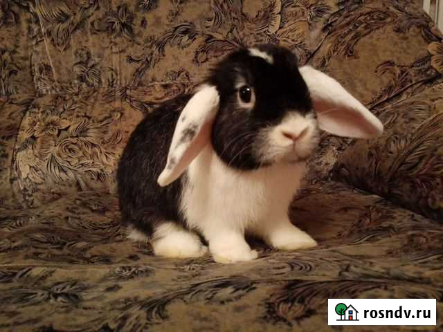 Кролик вислоухий teddy баран девочка 3 мес Владимир - изображение 1