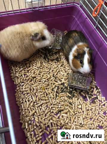 Морская свинка с клеткой Тедди Домодедово - изображение 1