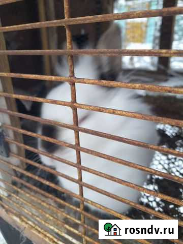 Декоративные кролики Сергиев Посад - изображение 1