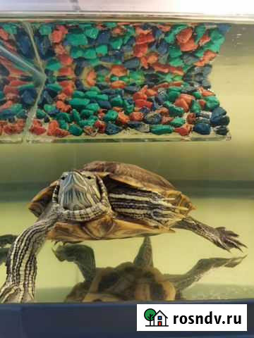 Красноухая черепаха с аквариумом Иглино - изображение 1